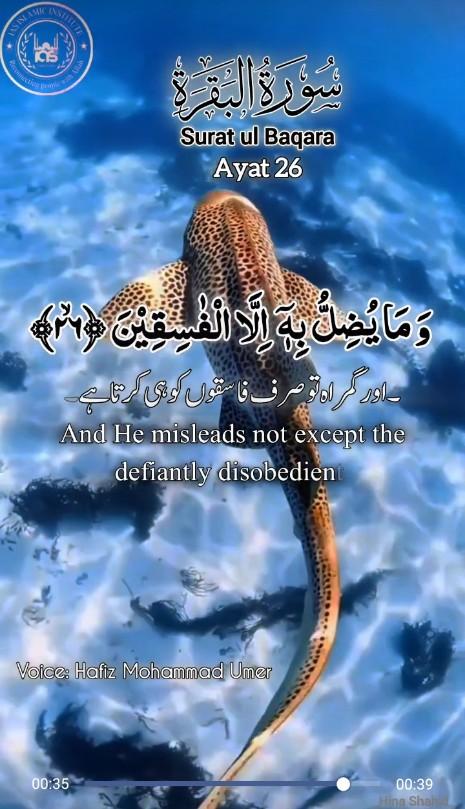 Quran Soothing Recitation|Islamic Reminders|