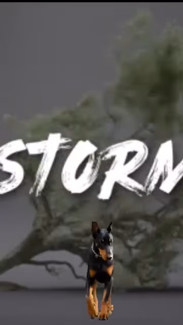 Dogie In Storm – AI-generated video on AITube
