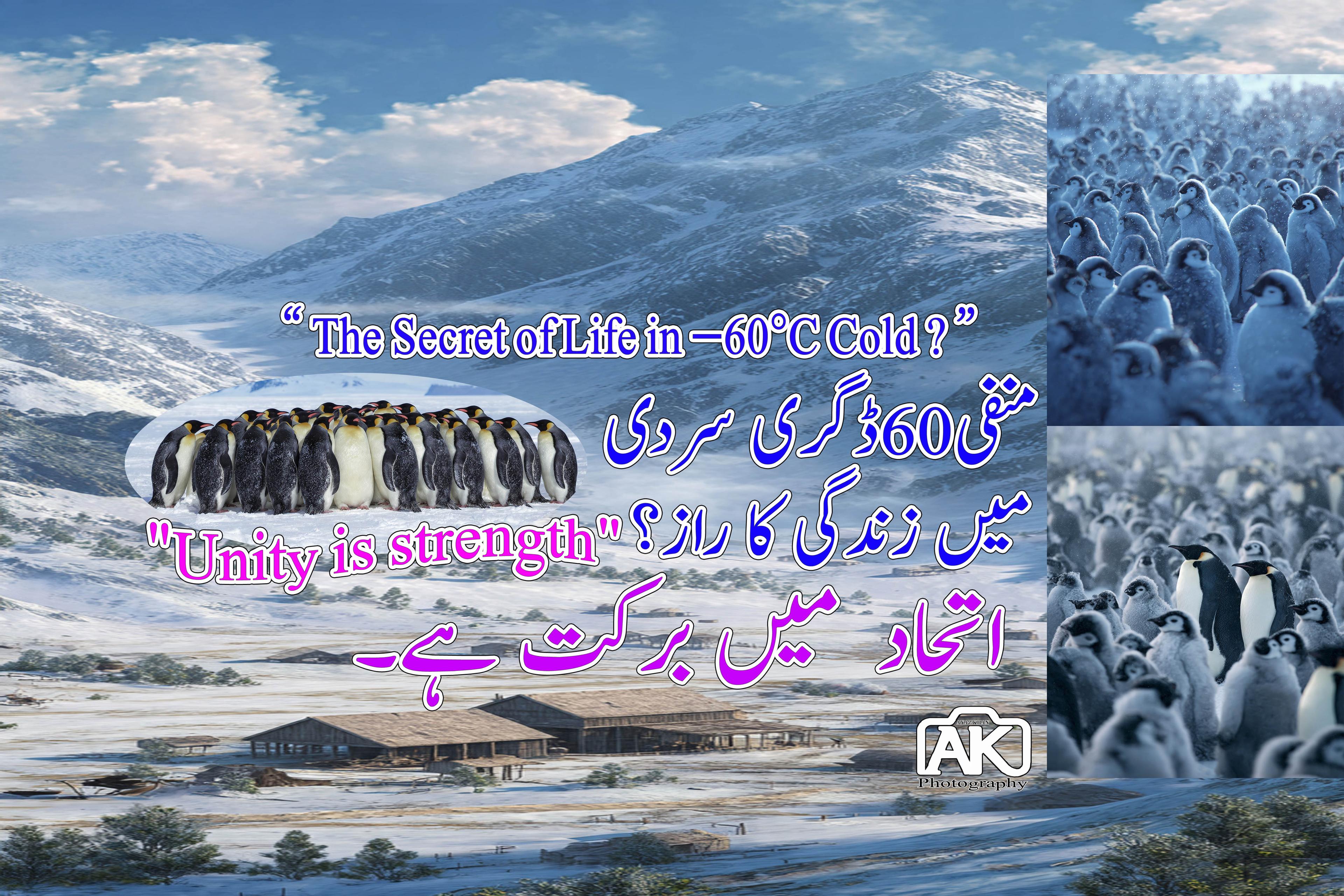 “The Secret of Life in −60°C Cold?”