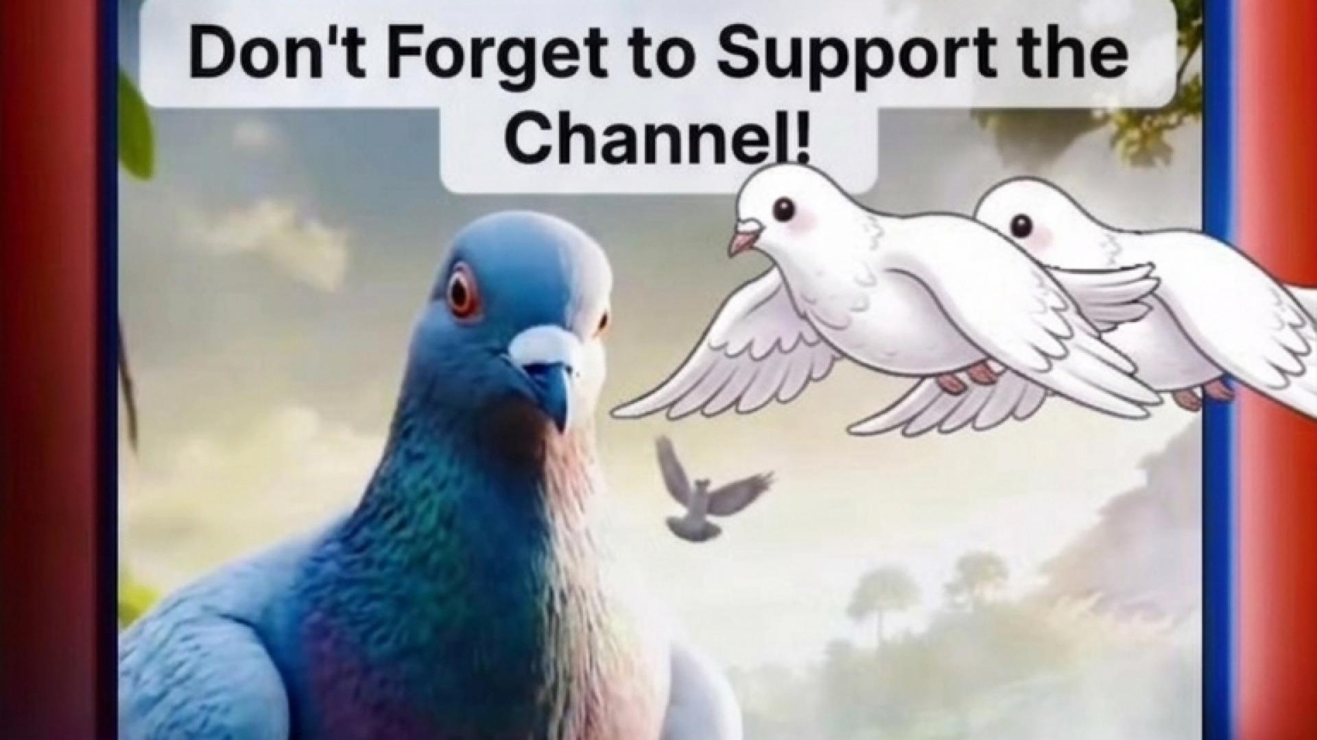 The Pigeon's Tears and the Chicken's Epic Entry! 😂🔥 – AI-generated video on AITube