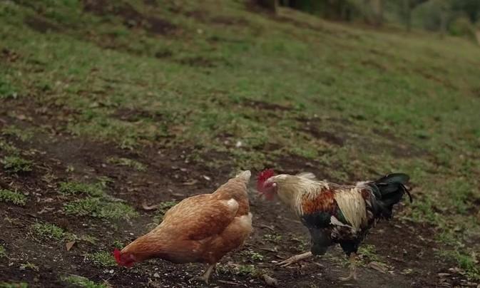 What's Got These Farm Chickens So Busy? – AI-generated video on AITube