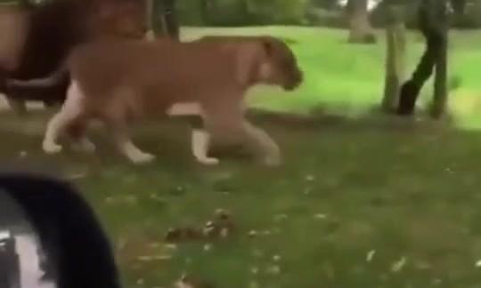 Safari Took an UNEXPECTED Turn... (Family Outing Gone Wrong) – AI-generated video on AITube