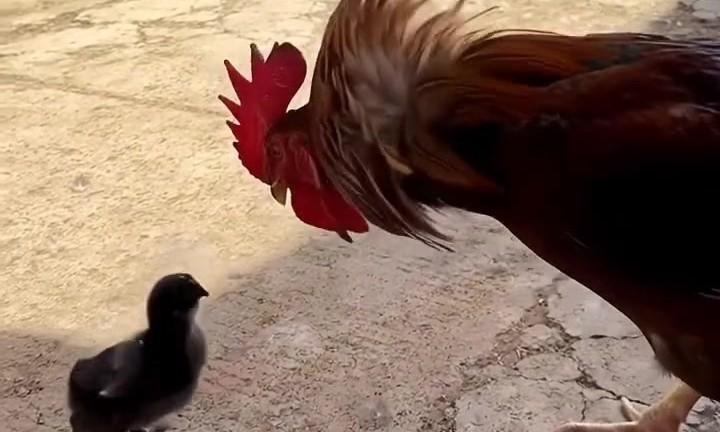 Real Genes reflection 🪞😂 – AI-generated video on AITube